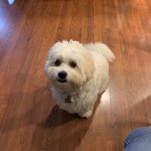 Meet your Posher, Sydney